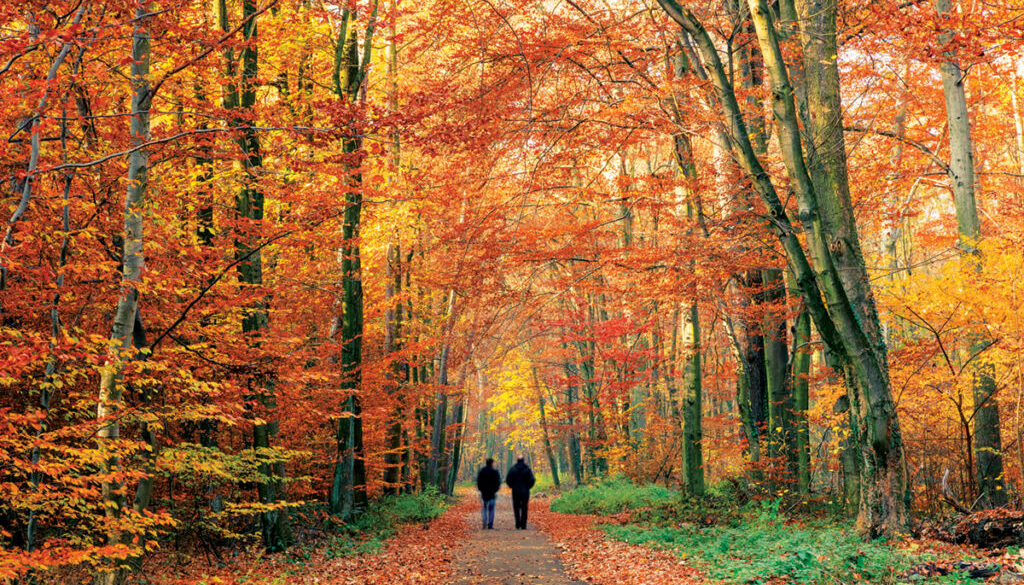 Colorful autumn park
