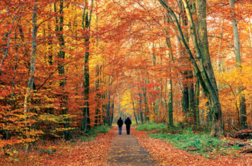 Colorful autumn park