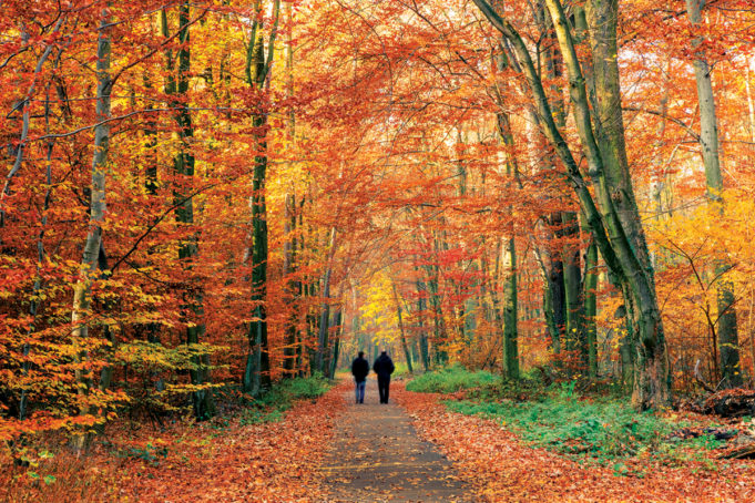 The Wonderful Colors Of Fall