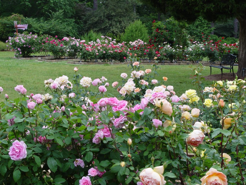 Smith-Gilbert's Rose Garden