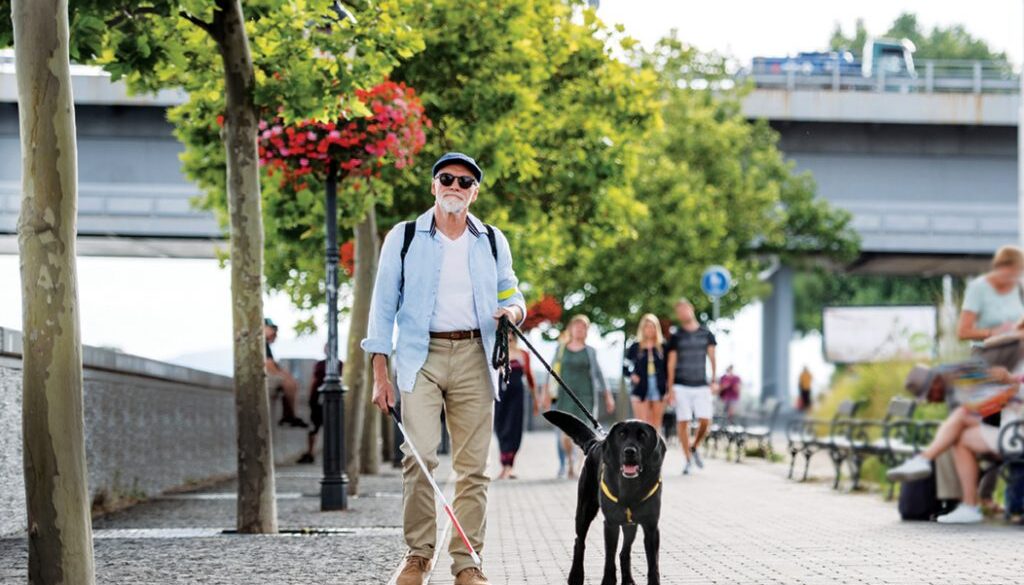 A front view of senior blind man with guide dog walking outdoors in city.