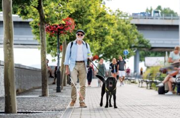 A front view of senior blind man with guide dog walking outdoors in city.