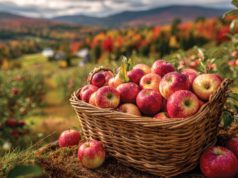 A Family Tradition A wicker basket filled with red apples sits among apple trees in an orchard, showcasing vibrant fall colors in the background. The scene captures the essence of autumn harvest time.