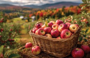 A Family Tradition A wicker basket filled with red apples sits among apple trees in an orchard, showcasing vibrant fall colors in the background. The scene captures the essence of autumn harvest time.