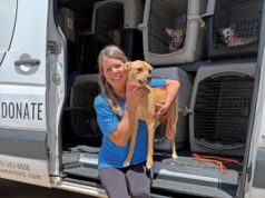 Top Volunteer Opportunities For You And Your Business Mostly Mutts